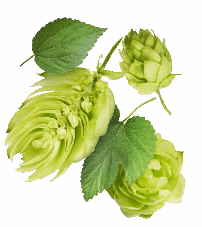 Biohof-Friedrich_Hopfen-1.png