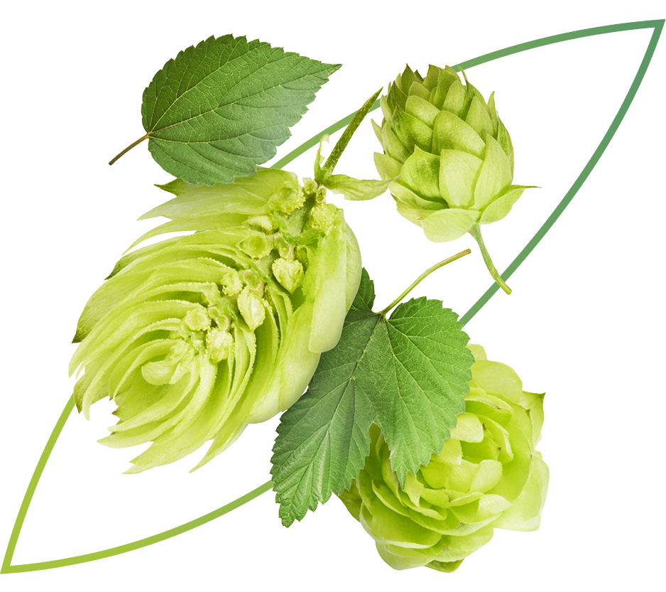 Biohof-Friedrich_Hopfen.png