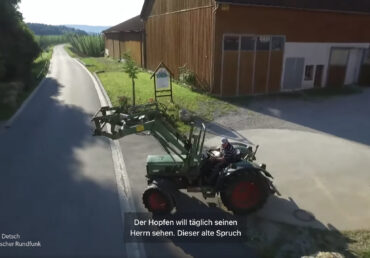 Bio-Hopfen mit Nützlingen statt Chemie