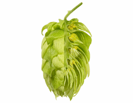 hallertrauer_tradition.png
