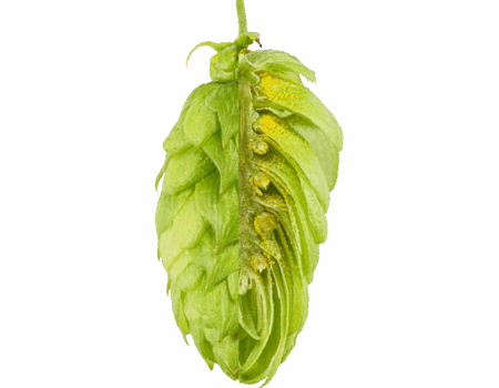 perle.png