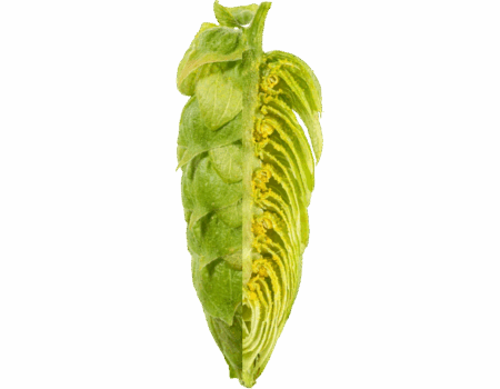 polaris.png