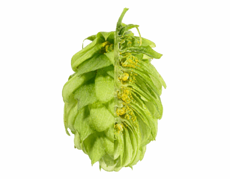 saphir-1.png